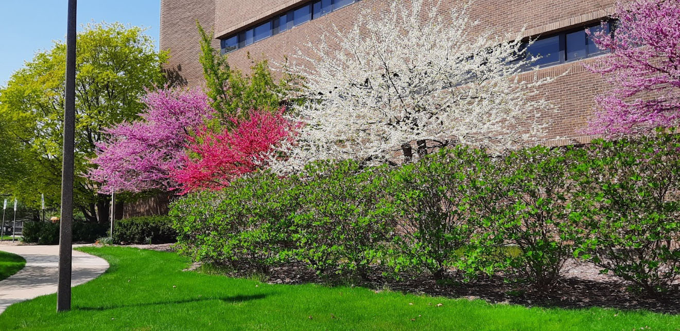 Redbud trees in front of a building.
